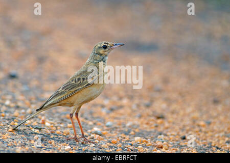 A lungo fatturati pitpit (Anthus similis), in piedi sul suolo, Sud Africa, Kgaswane Riserva di montagna Foto Stock