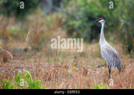 Sandhill gru (Grus canadensis), in piedi nella prateria, STATI UNITI D'AMERICA, Florida, Myakka River State Park Foto Stock