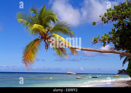 Palm Tree sulla spiaggia di Beau Vallon nella costa nord di Mahe, Seychelles, Mahe Foto Stock