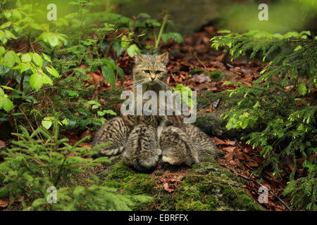 Gatto selvatico europeo, foresta gatto selvatico (Felis silvestris silvestris), cat seduto sul suolo della foresta e lattanti i suoi animali giovani, in Germania, in Baviera, il Parco Nazionale della Foresta Bavarese Foto Stock