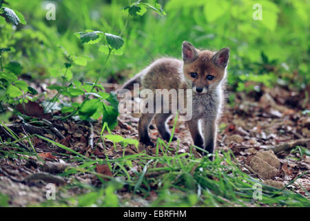 Red Fox (Vulpes vulpes vulpes), kit fox nella foresta, GERMANIA Baden-Wuerttemberg Foto Stock
