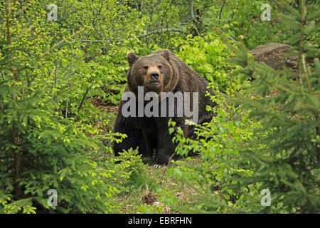 Unione l'orso bruno (Ursus arctos arctos), Orso seduto in una foresta, in Germania, in Baviera, il Parco Nazionale della Foresta Bavarese Foto Stock