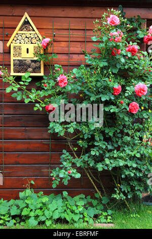 Casa di insetto e rosebush, Germania Foto Stock