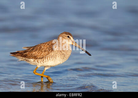 A breve fatturate (dowitcher Limnodromus griseus), passeggiate in acque poco profonde, STATI UNITI D'AMERICA, Florida, Fort De Soto Foto Stock