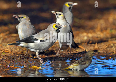 Wattled starling (Creatophora cinerea), storni in allevamento del piumaggio in corrispondenza di un luogo per bere, Sud Africa, nord ovest della provincia, Barberspan il santuario degli uccelli Foto Stock