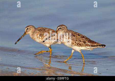 A breve fatturate (dowitcher Limnodromus griseus), di due uccelli passeggiate in acque poco profonde, STATI UNITI D'AMERICA, Florida, Fort De Soto Foto Stock