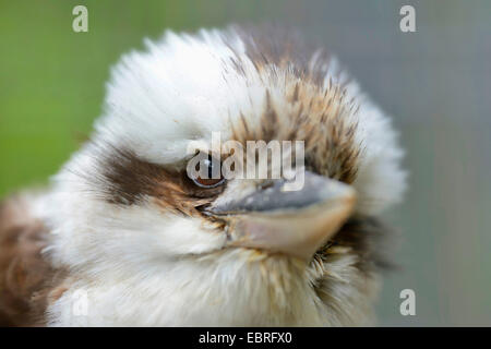 Ridendo kookaburra (Dacelo novaeguineae), ritratto Foto Stock