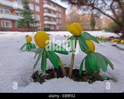 Aconitum invernale (Eranthis hyemalis), molte piante rottura attraverso la neve sulle aiuole di fiori vicino al blocco di appartamento, Germania Amburgo Foto Stock