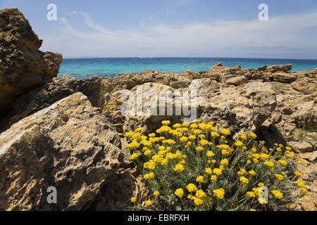 Fiore di eterna (Elicriso stoechas), fioritura, Spagna, Balearen, Maiorca Foto Stock