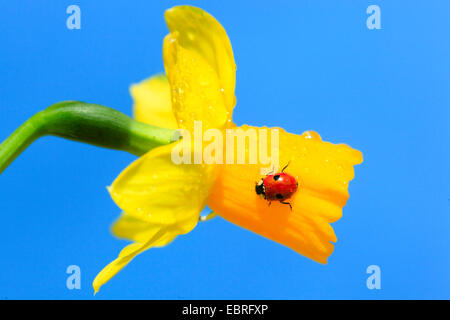 Due spot coccinella, 2-spot ladybird (Adalia bipunctata), crwaling su un fiore daffodill, Svizzera Foto Stock