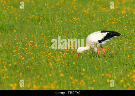 Cicogna bianca (Ciconia ciconia), sui mangimi in un prato, Svizzera, Zuercher bernese Foto Stock