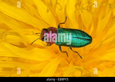 Gioiello beetle, METALLIZZATE LEGNO-noioso beetle (Anthaxia nitidula), femmina su un dente di leone, Germania Foto Stock