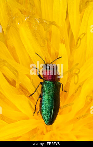 Gioiello beetle, METALLIZZATE LEGNO-noioso beetle (Anthaxia nitidula), femmina su un dente di leone, Germania Foto Stock