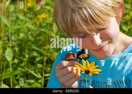 Ragazzo con loupe guardando il fiore giallo di un fiore, Germania Foto Stock