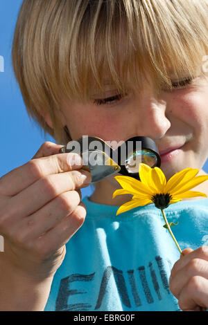 Ragazzo con loupe guardando il fiore giallo di un fiore, Germania Foto Stock