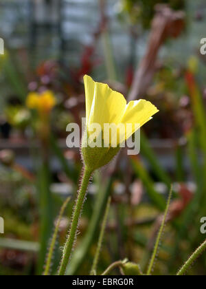 Sundew portoghese (Drosophyllum lusitanicum), fiore Foto Stock
