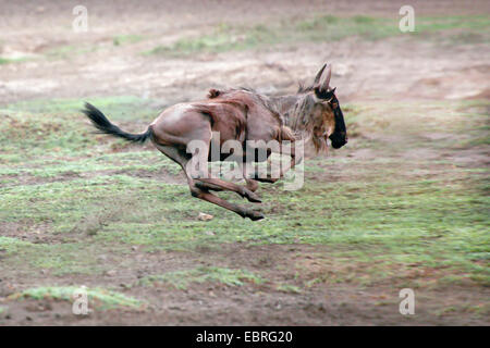 Blue GNU, borchiati gnu, bianco-barbuto GNU (Connochaetes taurinus), gnu in fuga, Tanzania Serengeti National Park Foto Stock