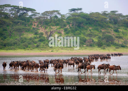 Blue GNU, borchiati gnu, bianco-barbuto GNU (Connochaetes taurinus), allevamento di wildebeests attraversando il lago Ndutu, Tanzania Serengeti National Park Foto Stock