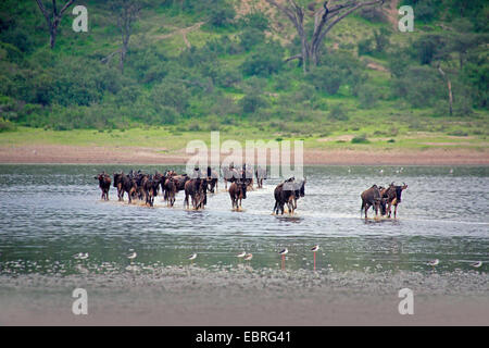 Blue GNU, borchiati gnu, bianco-barbuto GNU (Connochaetes taurinus), allevamento di wildebeests attraversando il lago Ndutu, Tanzania Serengeti National Park Foto Stock