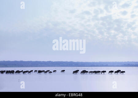 Blue GNU, borchiati gnu, bianco-barbuto GNU (Connochaetes taurinus), allevamento di wildebeests attraversando il lago Ndutu nel crepuscolo, Tanzania Serengeti National Park Foto Stock