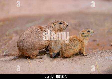 Nero-tailed cane della prateria, pianure prairie dog (Cynomys ludovicianus), madre con i suoi ragazzi in primavera Foto Stock