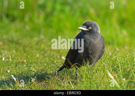 Taccola (Corvus monedula), fledgeling in un prato, Germania, Bassa Sassonia, Norderney Foto Stock