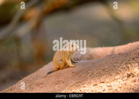Nero-tailed cane della prateria, pianure prairie dog (Cynomys ludovicianus), youngster in primavera Foto Stock