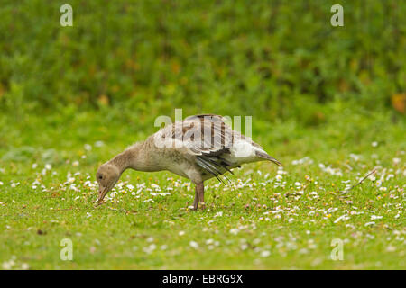 Graylag goose (Anser anser), capretti sul feed in un prato, in Germania, in Renania settentrionale-Vestfalia Foto Stock