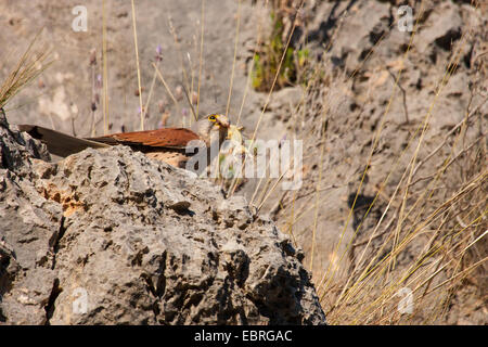 Unione gheppio, Eurasian gheppio, Vecchio Mondo gheppio, comune gheppio (Falco tinnunculus), si siede su una mensola con catturato rettile nella sua bill, Spagna, Balearen, Maiorca Foto Stock