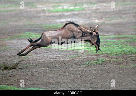 Blue GNU, borchiati gnu, bianco-barbuto GNU (Connochaetes taurinus), gnu in fuga, Tanzania Serengeti National Park Foto Stock