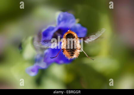 Grandi bee-fly (Bombylius major), su un fiore blu, Germania Foto Stock