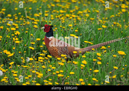 Il fagiano comune, Caucaso, Fagiano Fagiano caucasico (Phasianus colchicus), maschio nel prato di tarassaco, Austria, Burgenland Foto Stock