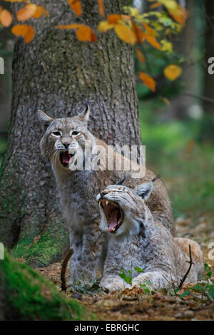 Eurasian (Lynx Lynx lynx), giovane, Europa Foto Stock