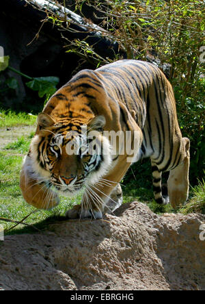 Tigre del Bengala (Panthera tigris tigris), stalking tiger Foto Stock