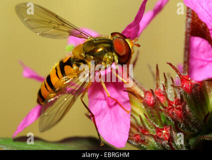 La marmellata di arance hoverfly (Episyrphus balteatus), sul fiore rosa, Germania Foto Stock