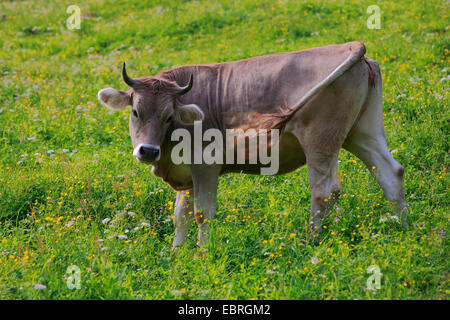 Gli animali domestici della specie bovina (Bos primigenius f. taurus), mucca svizzera su pascolo banishs vola, Svizzera Foto Stock