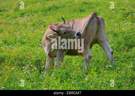 Gli animali domestici della specie bovina (Bos primigenius f. taurus), mucca svizzera su pascolo banishs vola, Svizzera Foto Stock