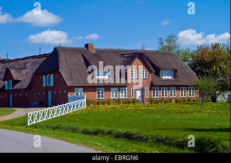 A nord di paglia frisone agriturismo, Germania, Schleswig-Holstein, Frisia settentrionale, Seebuell Foto Stock