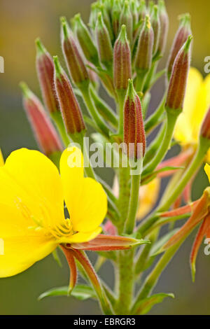 Serata Large-Flowered, Red-Sepaled Evening-Primrose, Large-Leaved olio di Evening Primerose (oenothera glazioviana, Oenothera erythrosepala), infiorescenza, dettaglio, in Germania, in Baviera Foto Stock