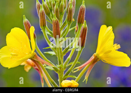 Serata Large-Flowered, Red-Sepaled Evening-Primrose, Large-Leaved olio di Evening Primerose (oenothera glazioviana, Oenothera erythrosepala), infiorescenza, dettaglio, in Germania, in Baviera Foto Stock