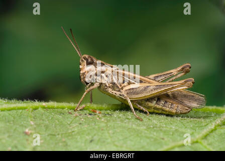 Bow-winged grasshopper (Chorthippus biguttulus), seduta su una foglia, Germania Foto Stock