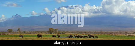 Branco di elefanti in corrispondenza di un foro di acqua nella parte anteriore del Kilimanjaro, Kenya, Amboseli National Park Foto Stock