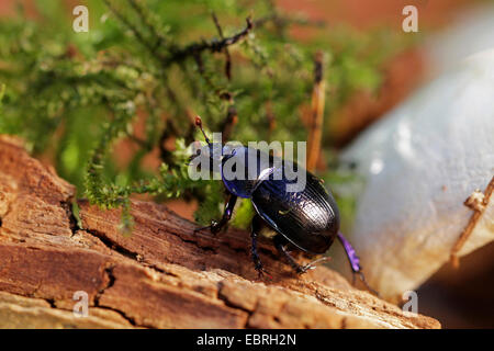 Comune di dor beetle (Anoplotrupes stercorosus, Geotrupes stercorosus), su deadwood, Germania Foto Stock