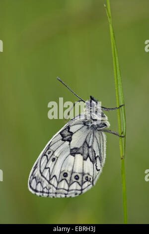 In marmo bianco (Melanargia galathea), poggiante sul gambo di erba, Francia Foto Stock