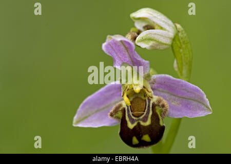 Bee orchid (Ophrys apifera), unico fiore, Francia Foto Stock