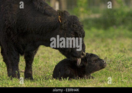 Galloway bestiame bovini domestici (Bos primigenius f. taurus), mucca al pascolo leccare il suo vitello, Belgio Foto Stock