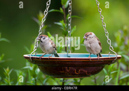 Eurasian tree sparrow (Passer montanus), al posto di irrigazione, Germania Foto Stock