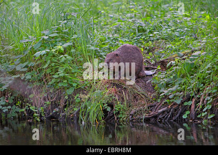 Eurasian castoro europeo castoro (Castor fiber), seduta su una riva, Germania Foto Stock