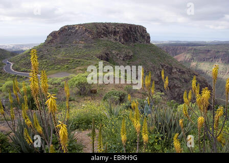 Aloe (Aloe Vera Aloe barbadensis), nella parte anteriore della vista panoramica sul paesaggio di montagna, Isole Canarie, Gran Canaria, El Mirador de Fataga Foto Stock