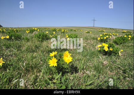 La molla di Adone (Adonis vernalis), che fiorisce in un prato ruvida, in Germania, in Baviera, Kuelsheimer Gipshuegel Foto Stock